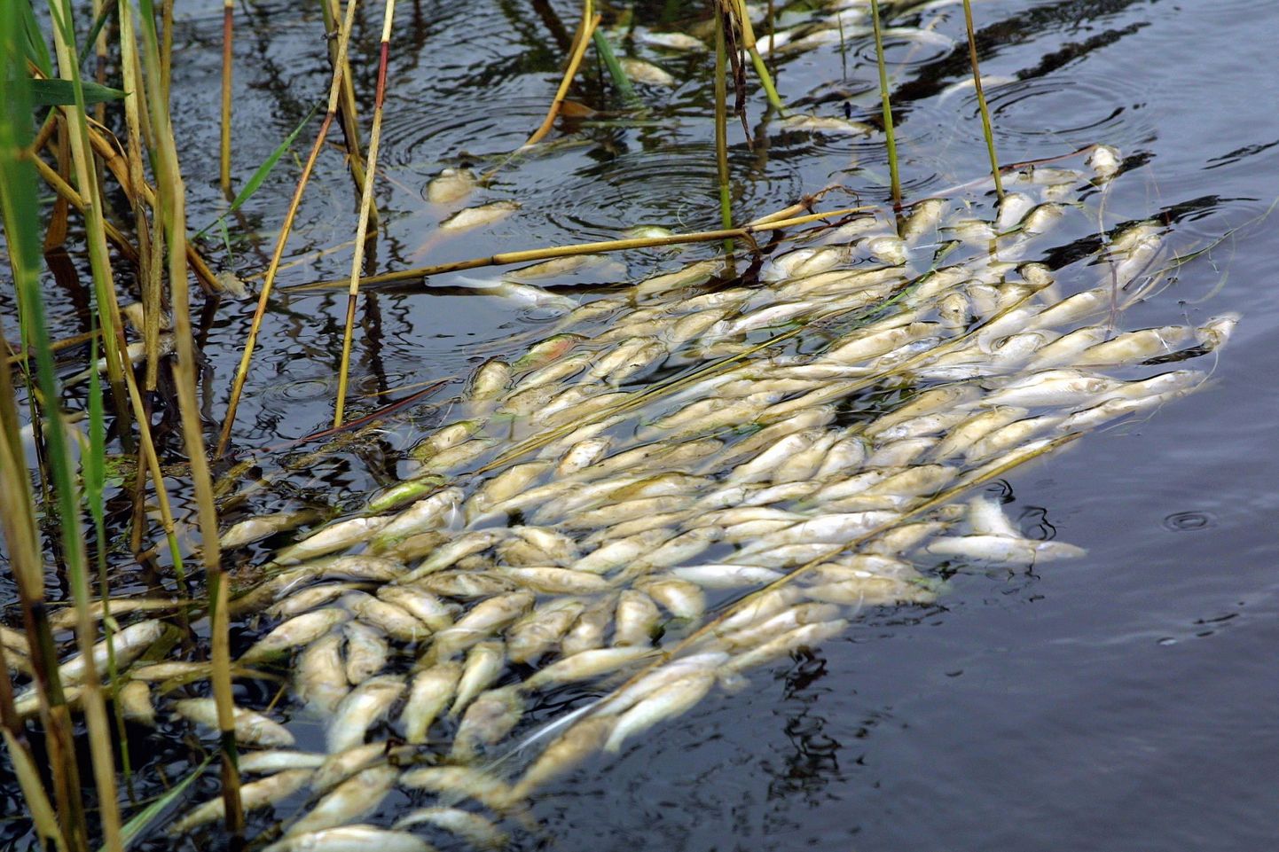 Kuumus ja hapnikupuudus on Võrtsjärvest kalu võtnud varemgi. 2005. aasta juuli lõpul võis sellist pilti näha Vaiblas.