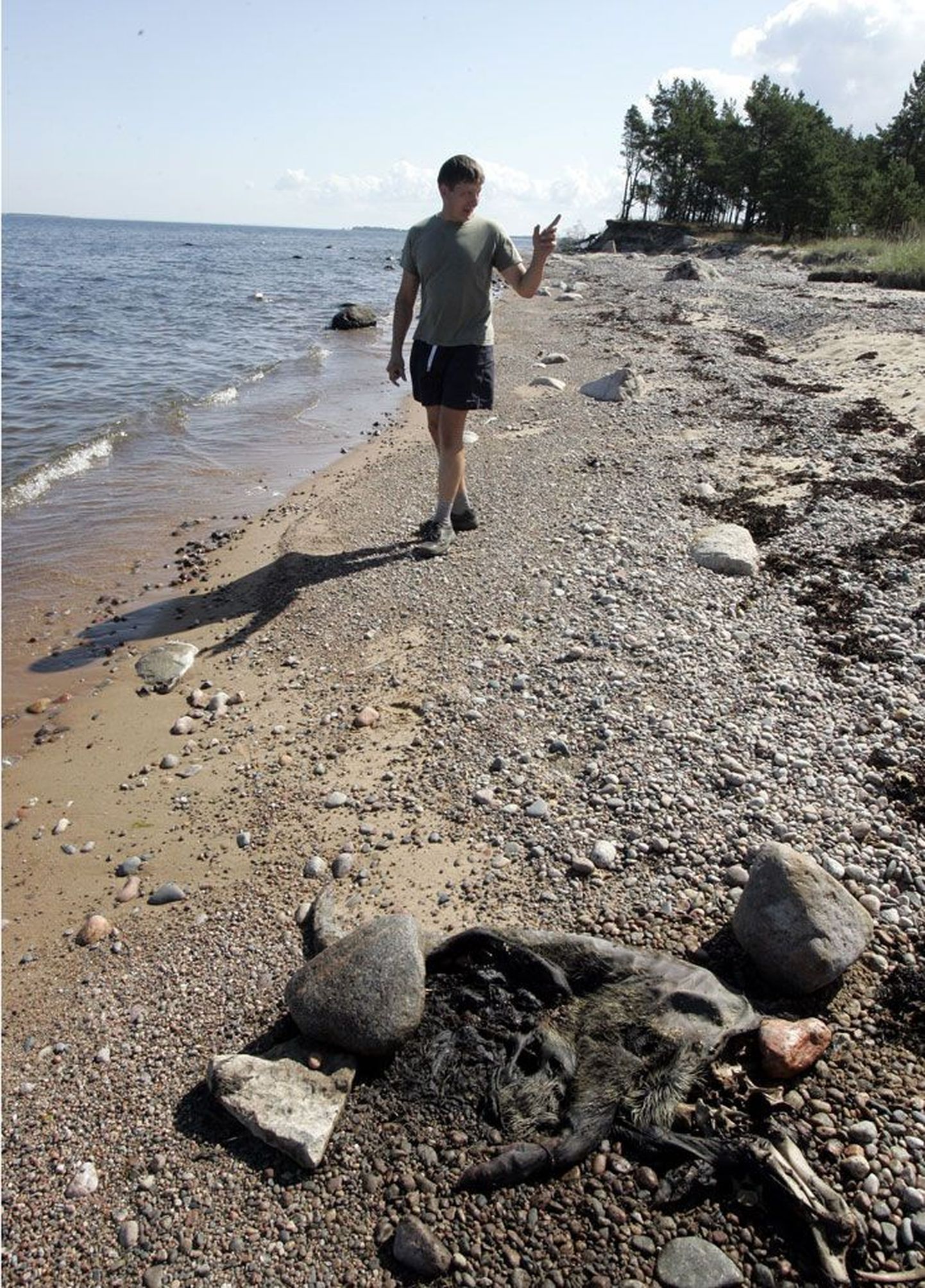 Ihasalu rannas vedeleva metsseakorjuse lähedal töötav Janek Vanamets on nördinud, et keegi korjust ära ei korista.