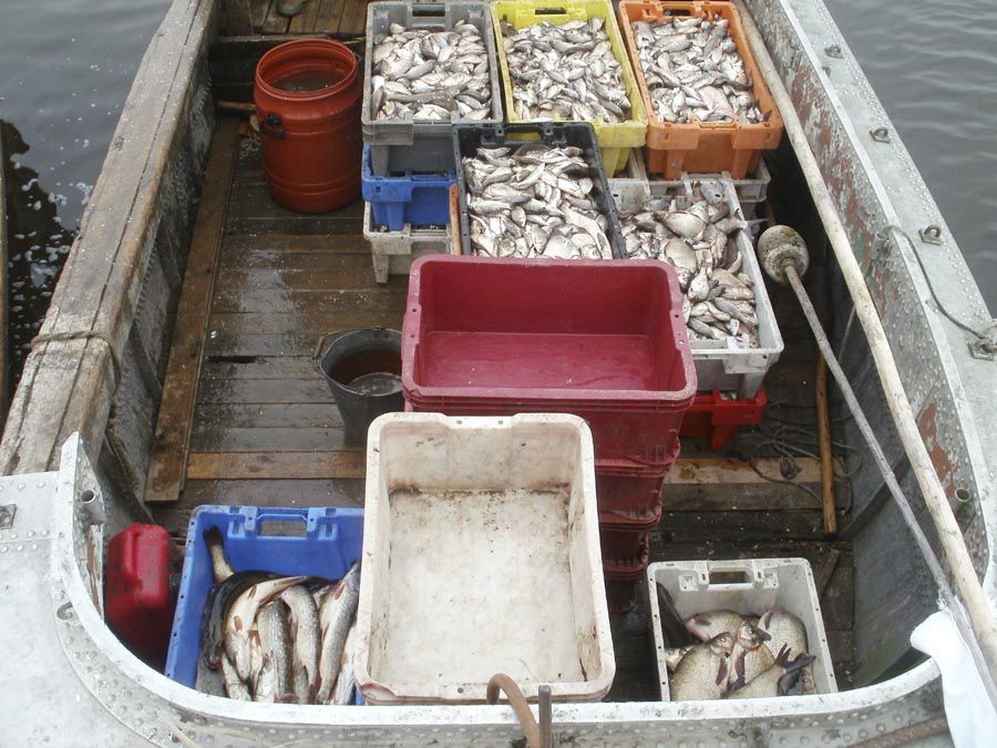 Selline on kokrede ja müügikõlbliku kala suhe Võrtsjärve kalurite mõrdades. Kui haugi ja latikat toodi eelmisel nädalal järvest ühe püügikorraga nii palju, et need mahtusid vabalt kahte kasti, siis hõbekokre oli samal ajal kalurite paadis enam kui kümne kasti jagu.