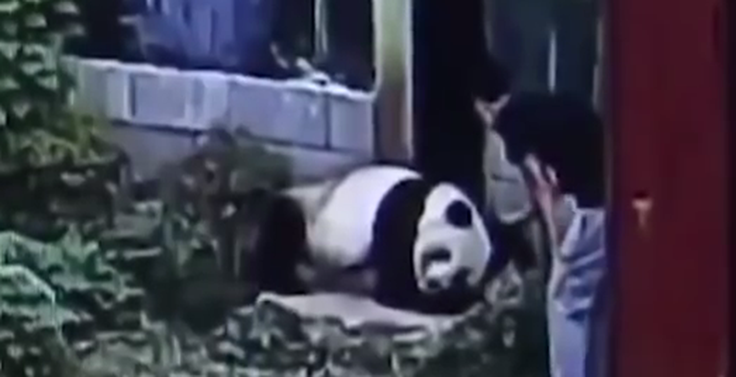 Посетитель зоопарка в городе Наньчан на востоке Китая лишился штанов и самоуверенности, когда оказался один на один в вольере с гигантской пандой.
