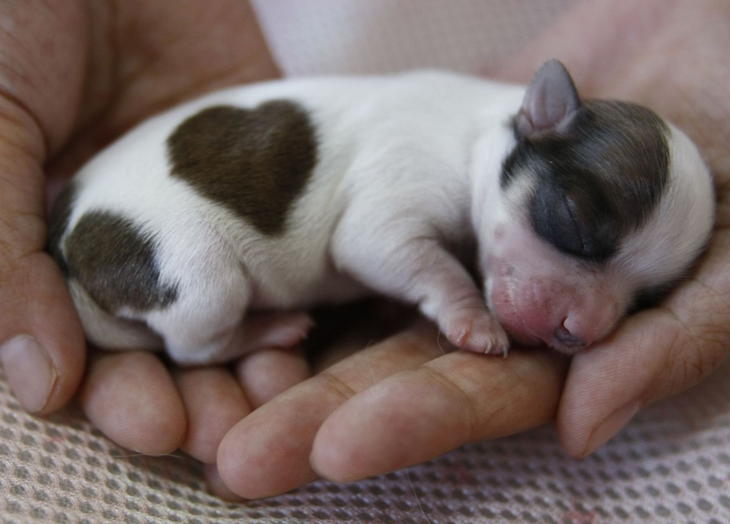 37 grammise sünnikaaluga koer sai nimeks Mini