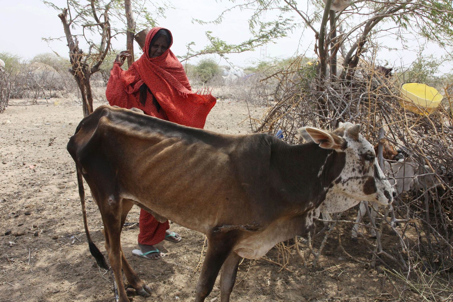 Ida-Aafrika viimase poole sajandi suurim põud on lisaks inimestele nälga jätnud ka loomad