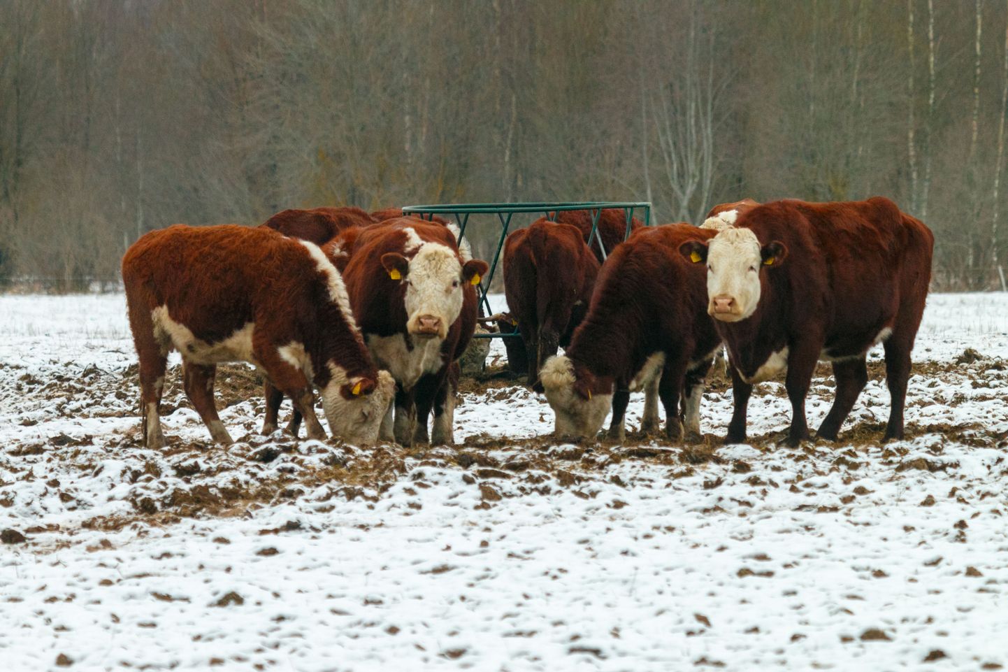 Hereford on Eesti üks levinum lihaveisetõug. Aasta alguses oli loomi siinsetel karjamaadel ligi 17 000.