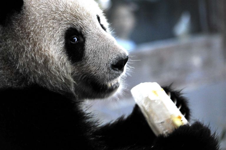 Hiinas Shanghais mõõdeti temperatuurirekord 40,9 kraadi, lisaks inimestele mõjutab see ka loomi, eriti bambuskarusid