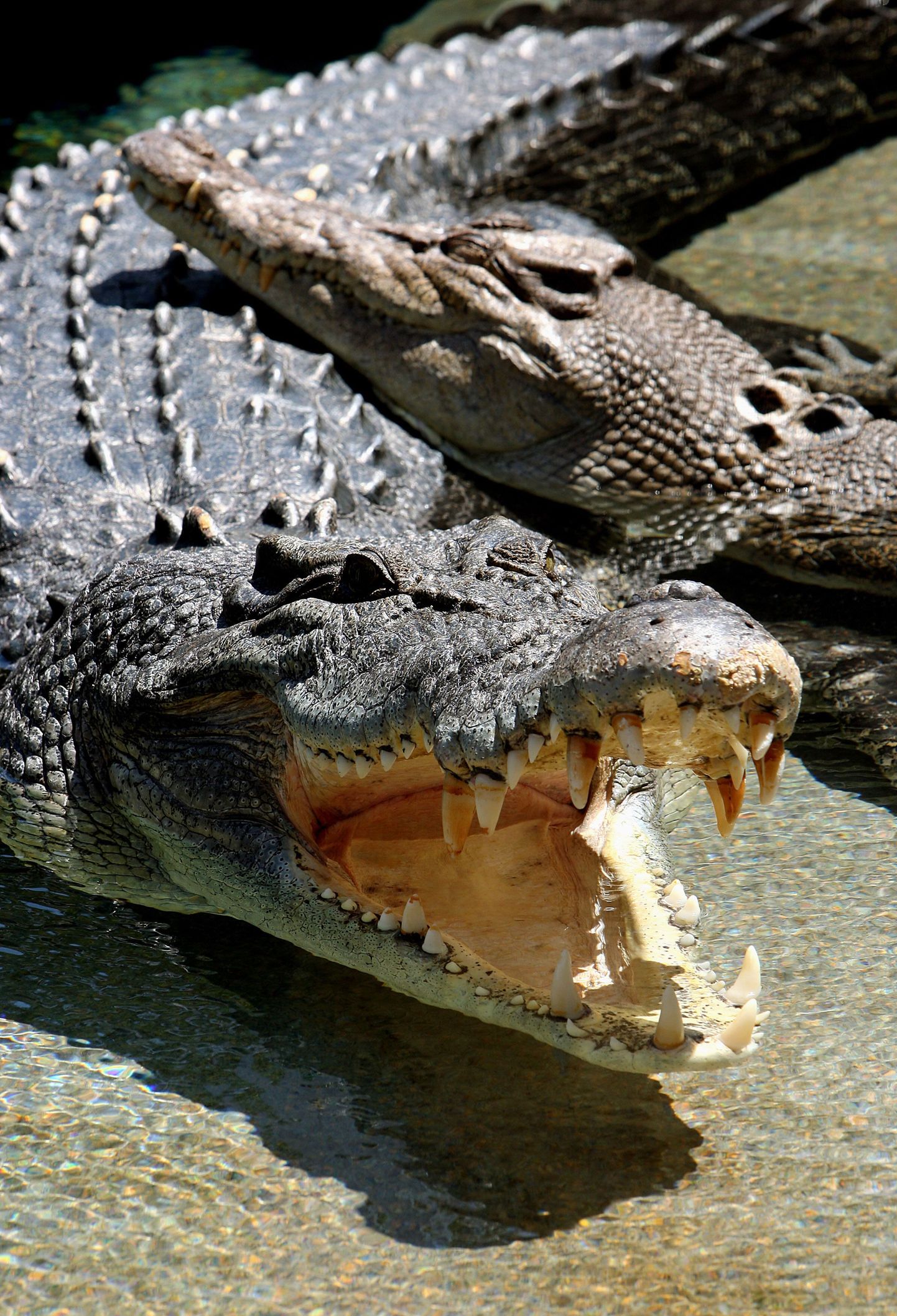 Florida krokodillid saavad magnetid