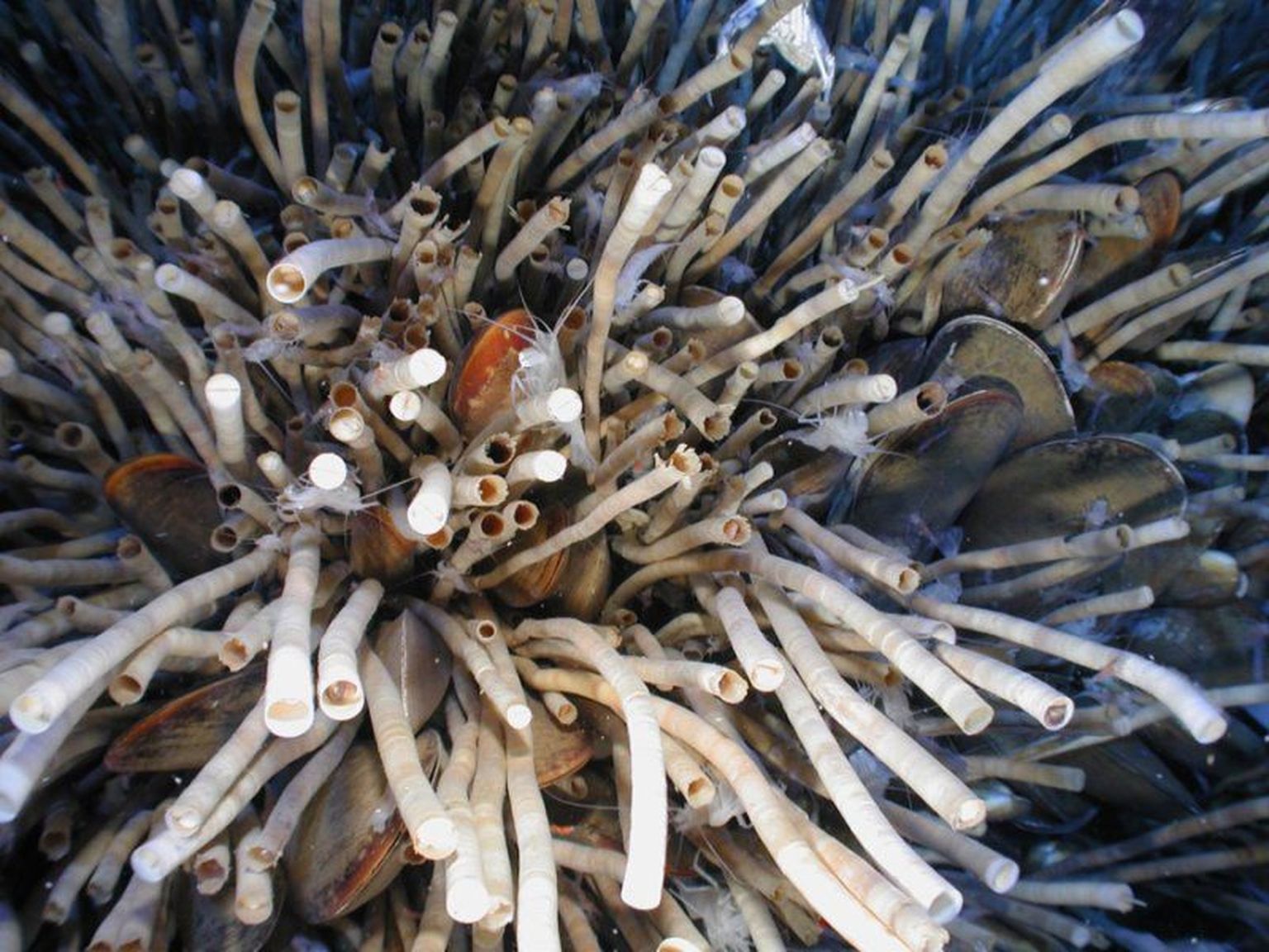 Hulkharjasuss Escarpia laminata on ootamatult osutunud üheks maailma pikaealisemaks loomaks.