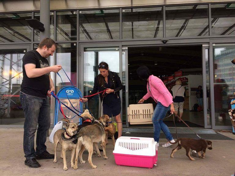 Алена и Николь транспортируют собак в Финляндию. / Личный архив