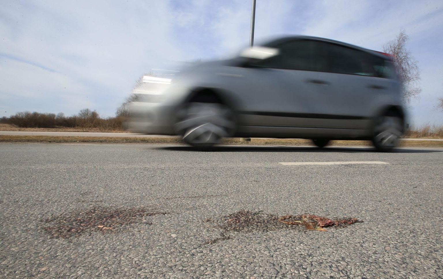 Väiksemate loomade puhul võivad ka sohvrid ise kindad kätte panna, korjuse tee äärde tõsta ja teavitada infotelefonil 1247 selle asukohast.
