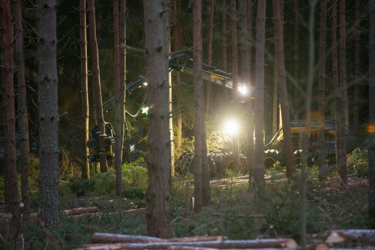 Harvestid müttavad Eesti metsades usinalt.