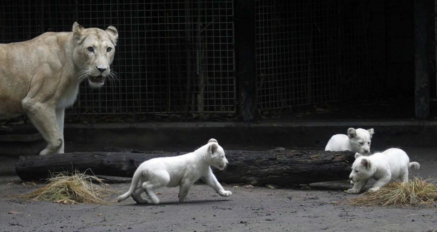 Buenos Airese loomaaia emalõvi ja ta kutsikad