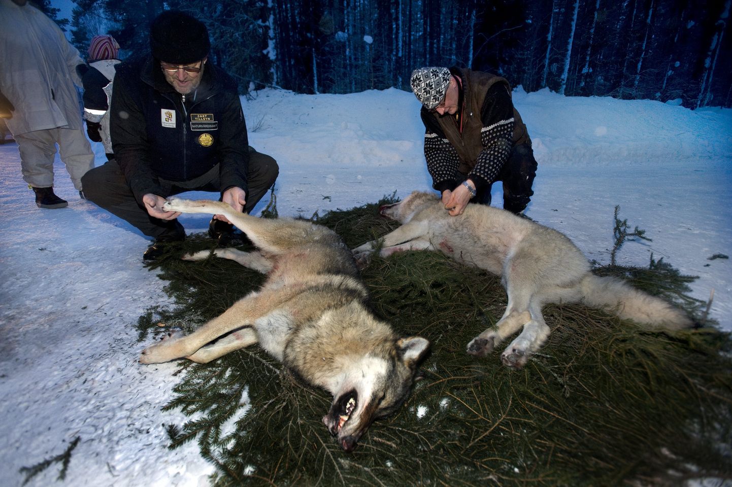 Rootsi jahimehed kütitud huntidega.