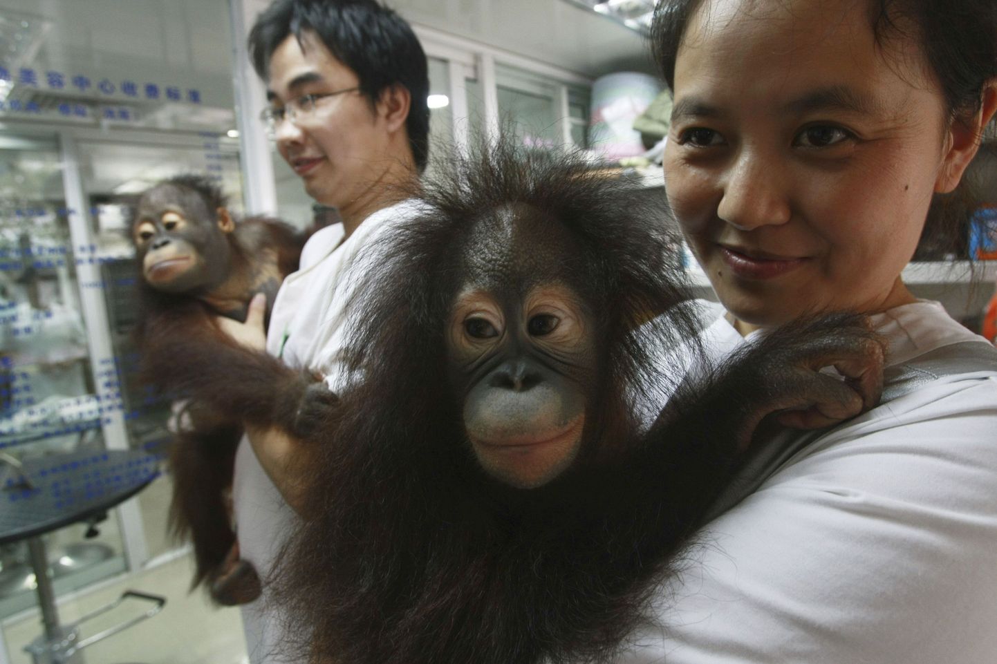 Malaisias tegutseb maailma esimene orangutanide haigla