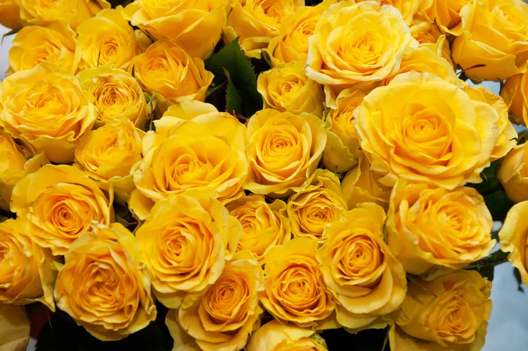 Kollased roosid.
