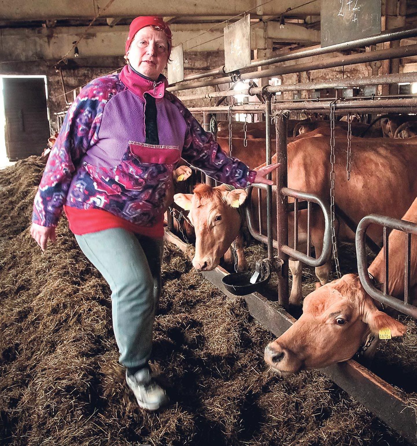 “Piima annavad nii, nagu neile süüa annad,” ütleb Pärnumaa üks suurimaid maakarjakasvatajaid Sirje Treumuth, kes peab lüpsilauta Vändra vallas Kaansoo külas.