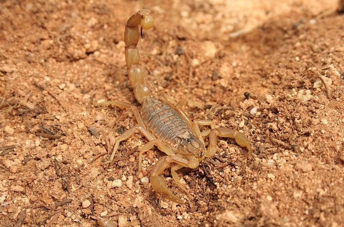 Vahemere skorpion