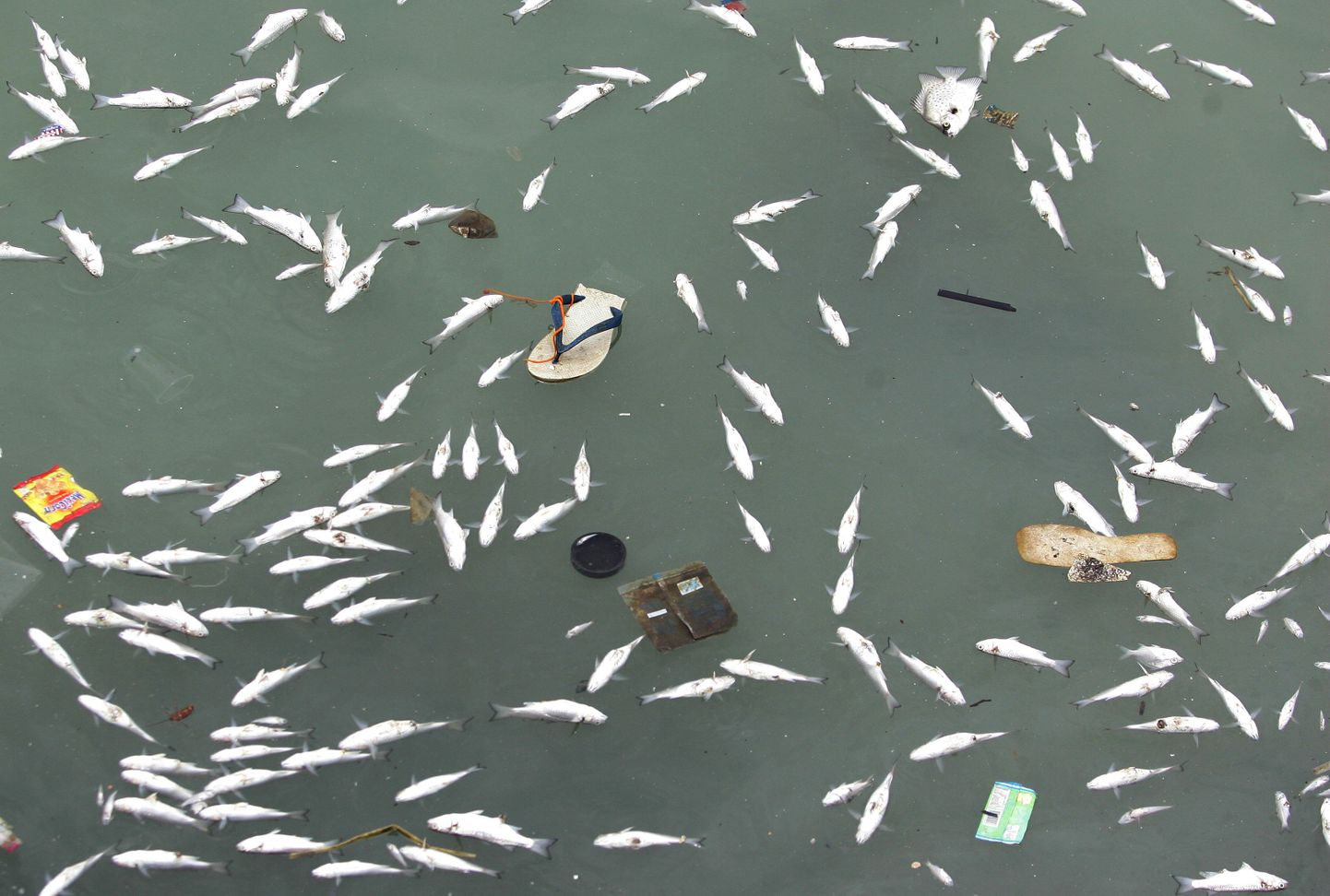 Filipiinidel sadas kalu