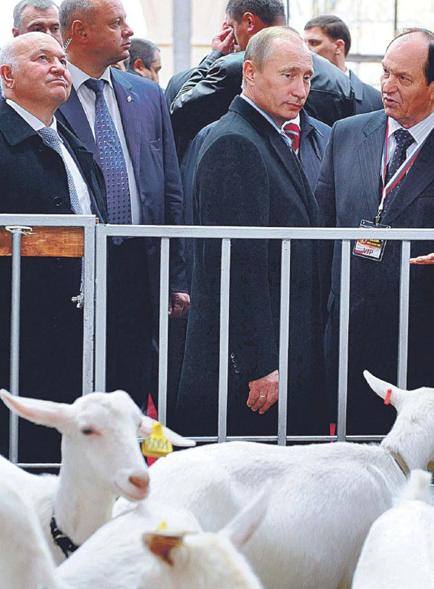 Nädalavahetuse põllumajandusmessil koos Moskva linnapea Juri Lužkoviga (vasakul) vältis Vladimir Putin majanduskriisist rääkimist.