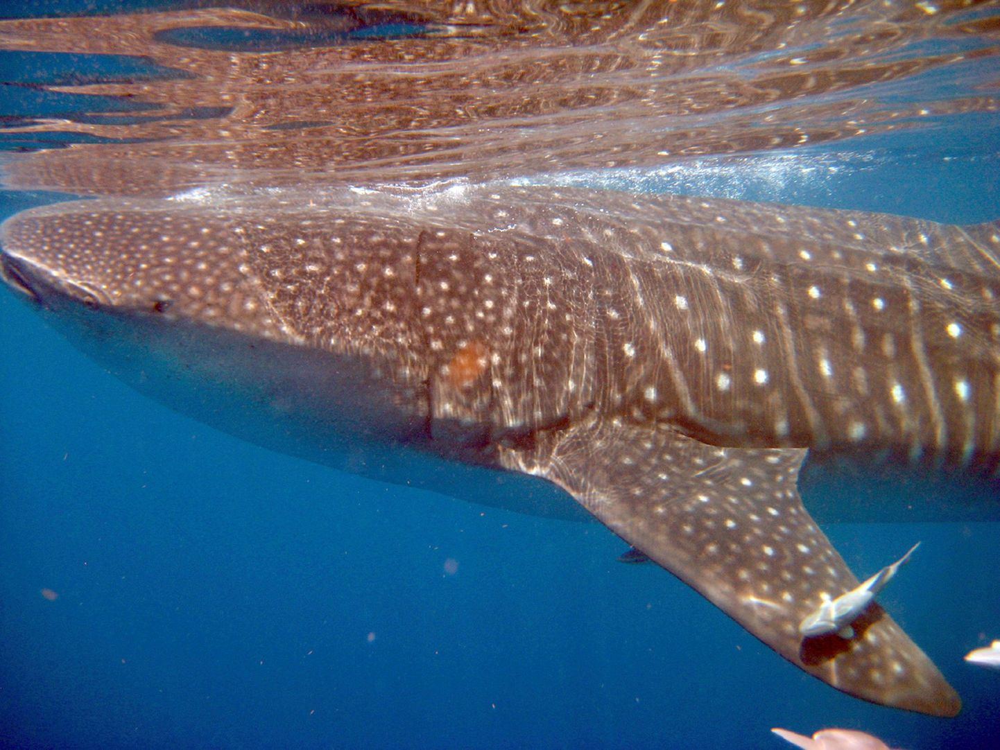 Mehhiko lahes nähtud vaalhai, sedakorda õnneks naftareostusest üle 100 kilomeetri kaugusel.