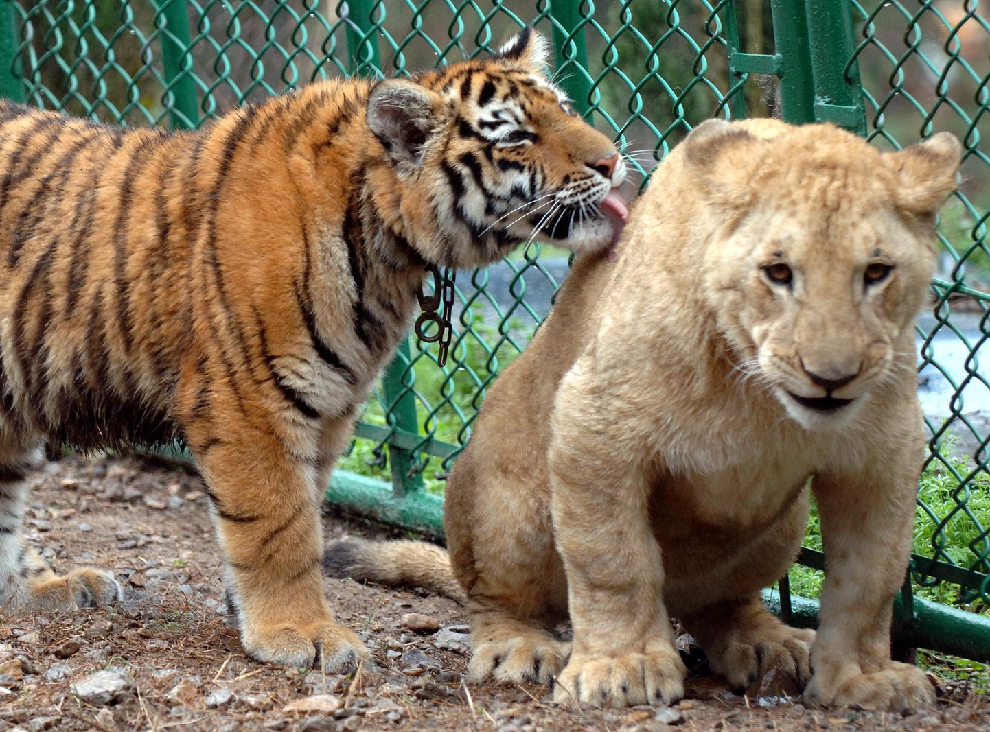 Tiiger ja lõvi.