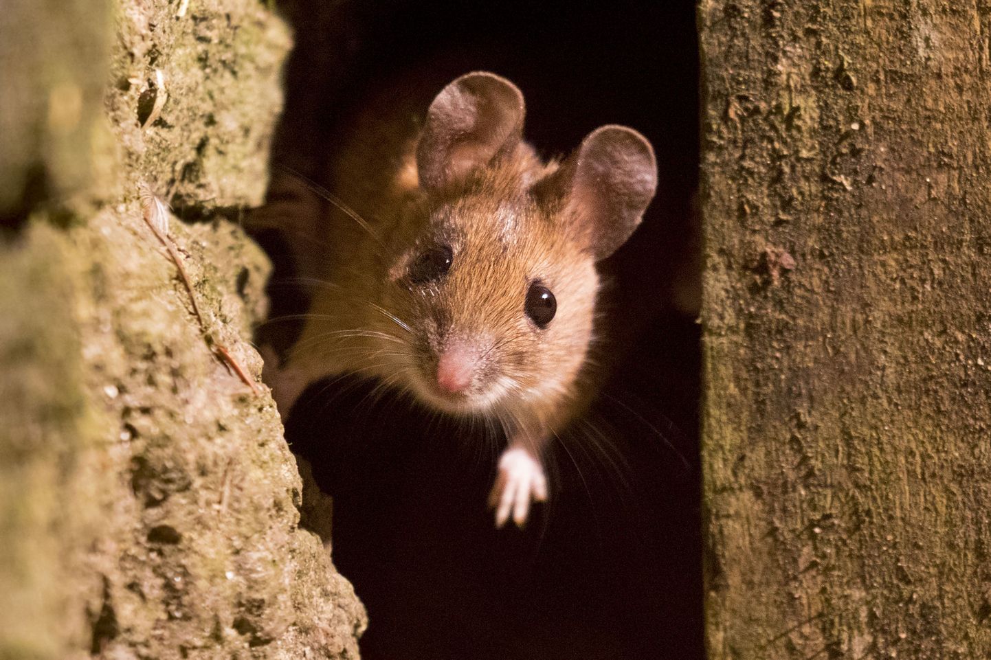 Teadlased äratasid nupuvajutusega hiirtes tapjainstinkti.