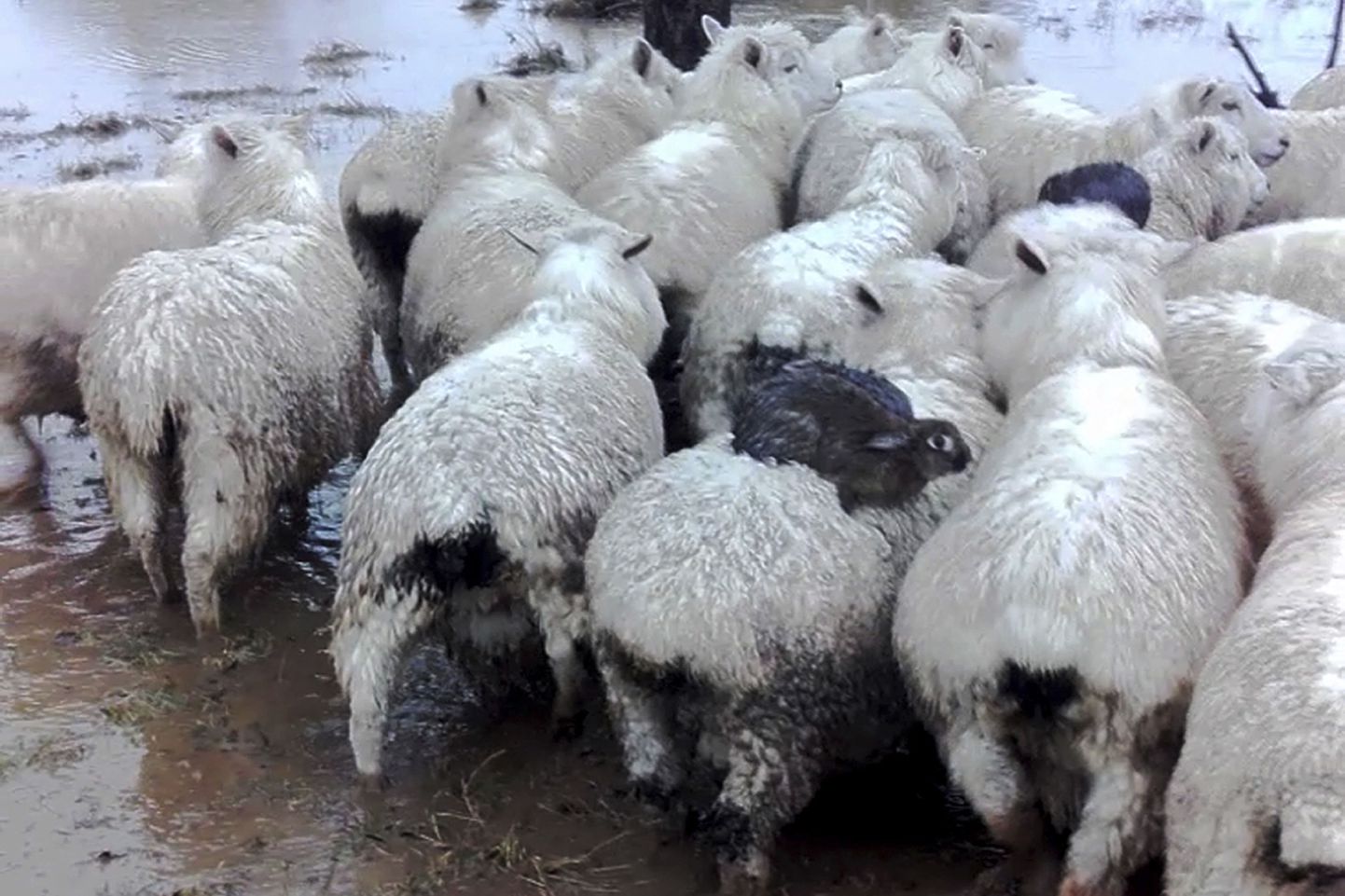 Uus-Meremaal kasutasid jänesed lambaid «ratsudena»