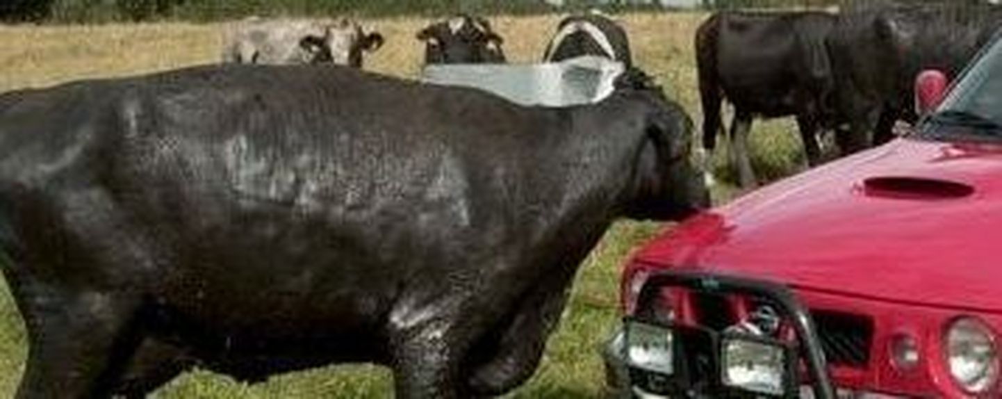 Lehm ja auto. Foto on illustreeriv