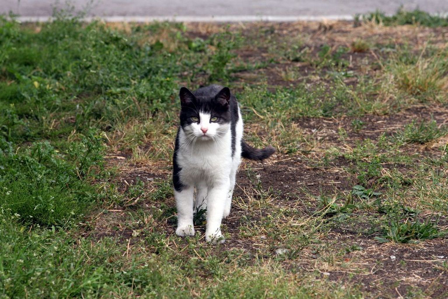 Кот. Иллюстративный снимок.