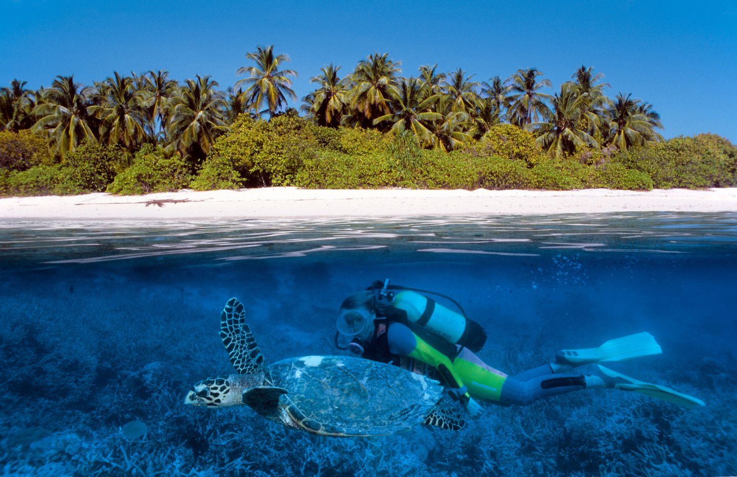 Sukeldumine on hea moodus, kuidas õppida tundma mereelustikku