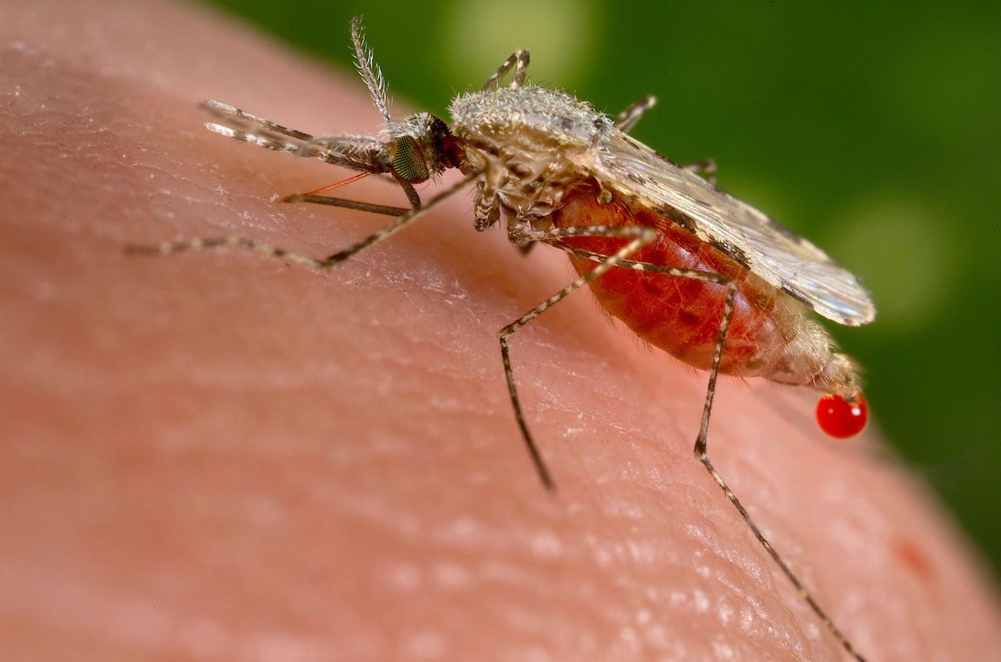 Malaaria levib sääskedega.