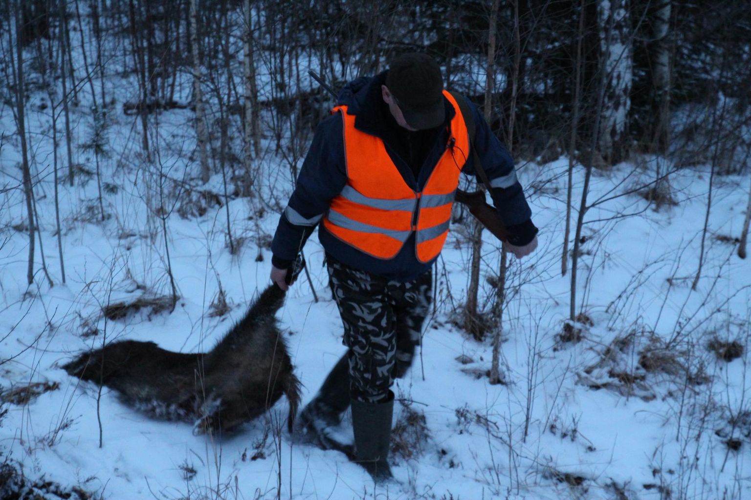 Sigade küttimine nende arvukuse piiramiseks on osal kaitsealadel olnud siiani üldlevinud tegevus.