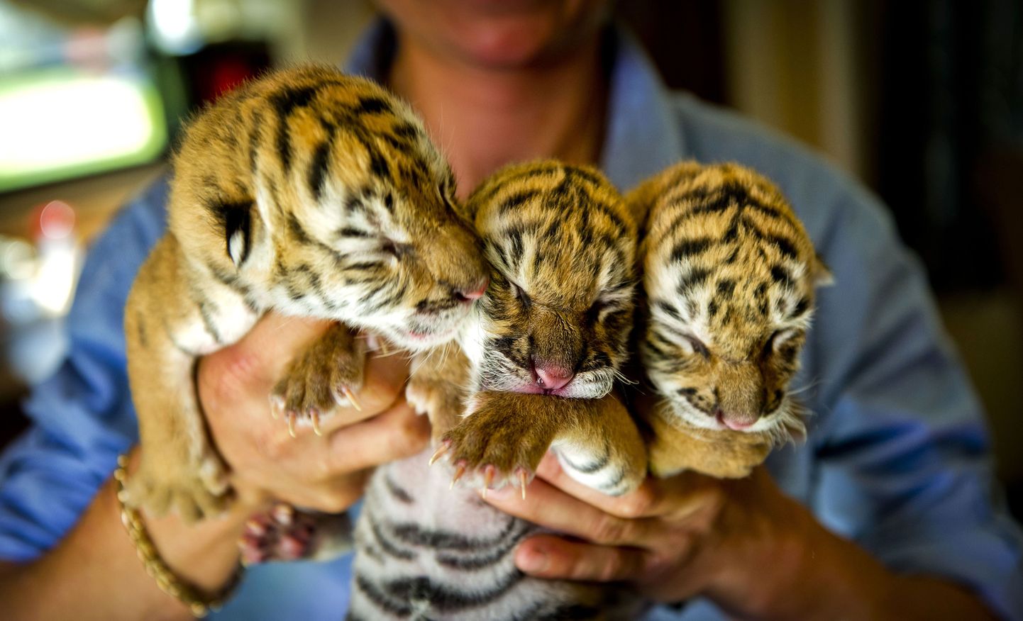 Hollandis Leidenis asuvas tsirkuses sündis kolm Amuuri tiigrit