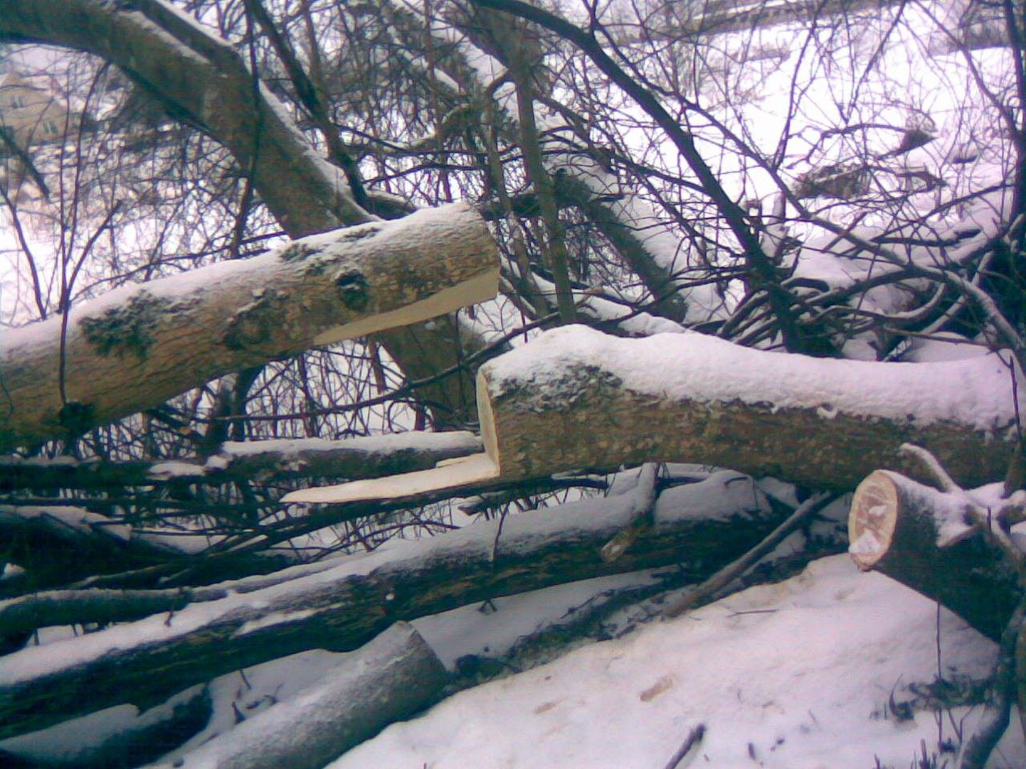 По заключению экспертов, Тоомас вырубил на чужой территории 19 деревьев.