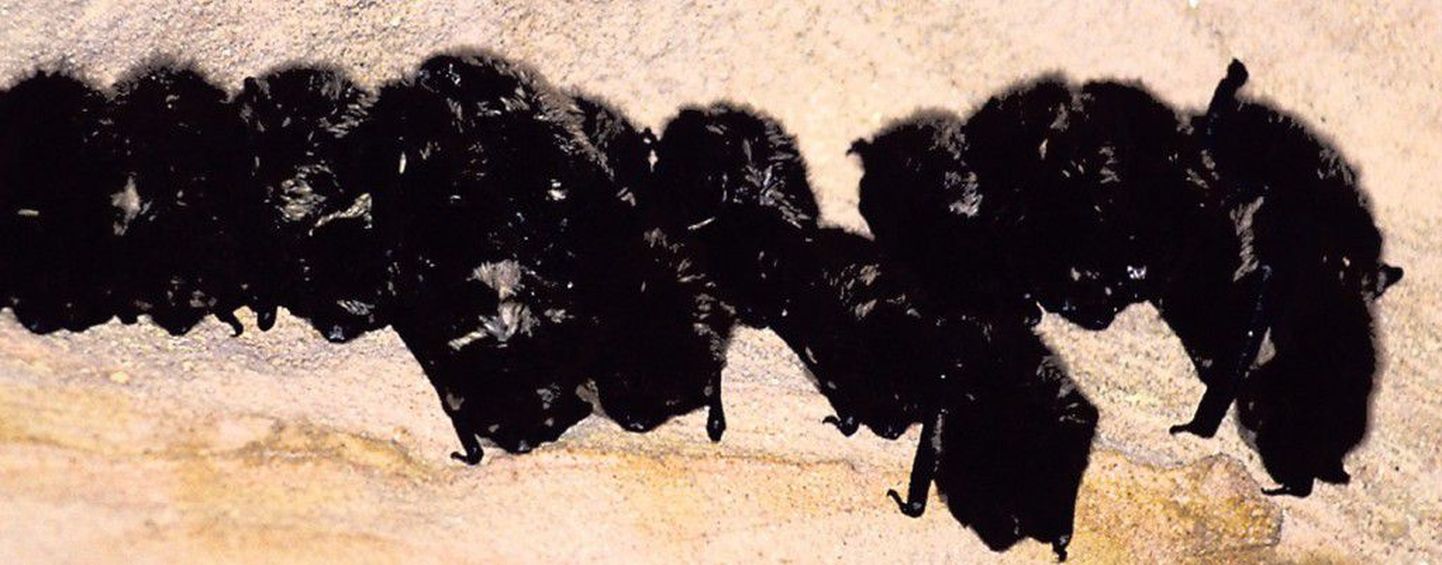 Kobar põhja-nahkhiiri talvitumas Piusa koobastikus. See jahedalembene liik oskab lugu pidada ka keldritest, kus temperatuur päris nulli lähedal..