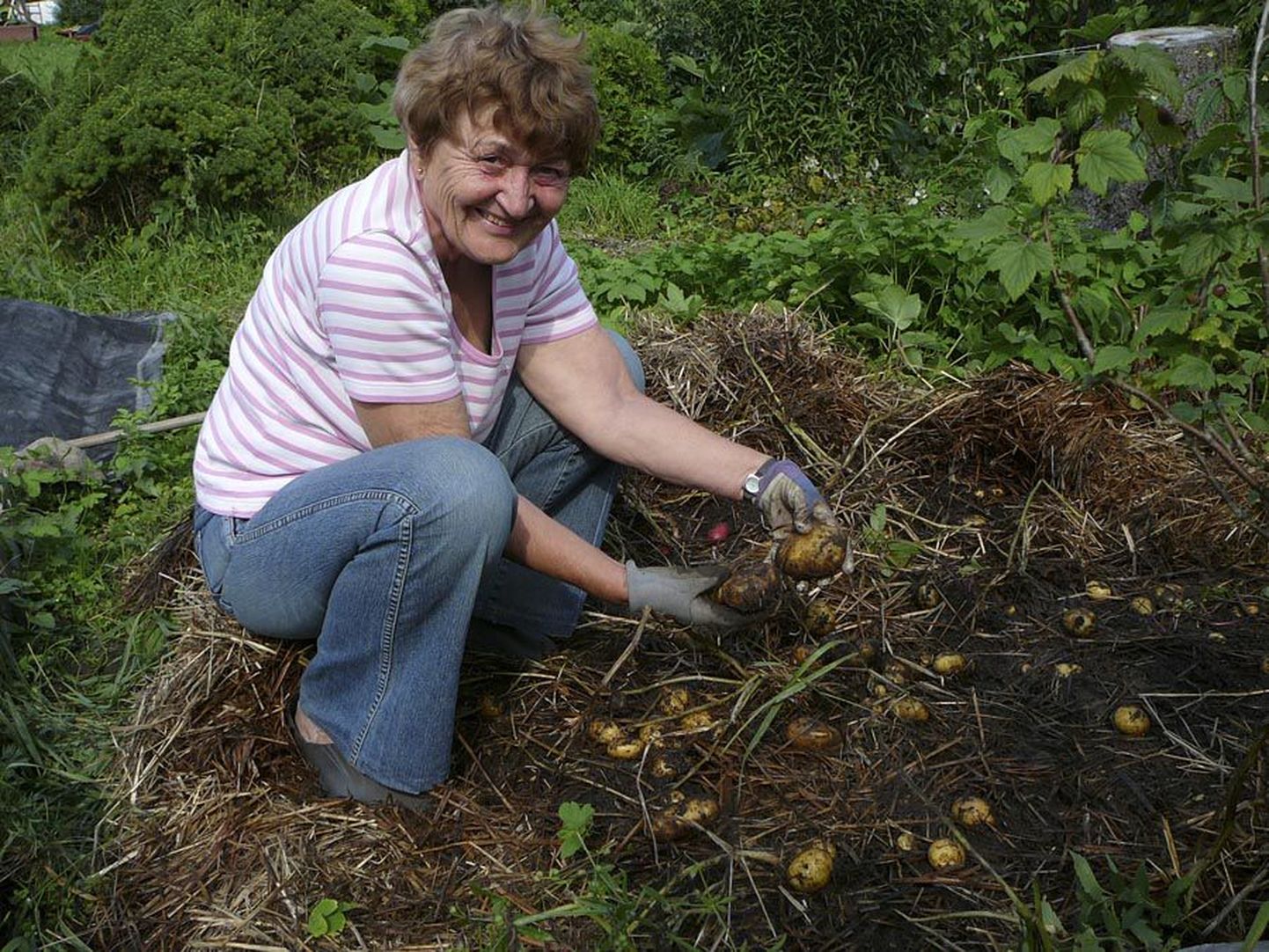 Veronika Ariva on väga rahul oma uue kartulikasvatusviisiga, mille puhul mugulad paisuvad põhu all.