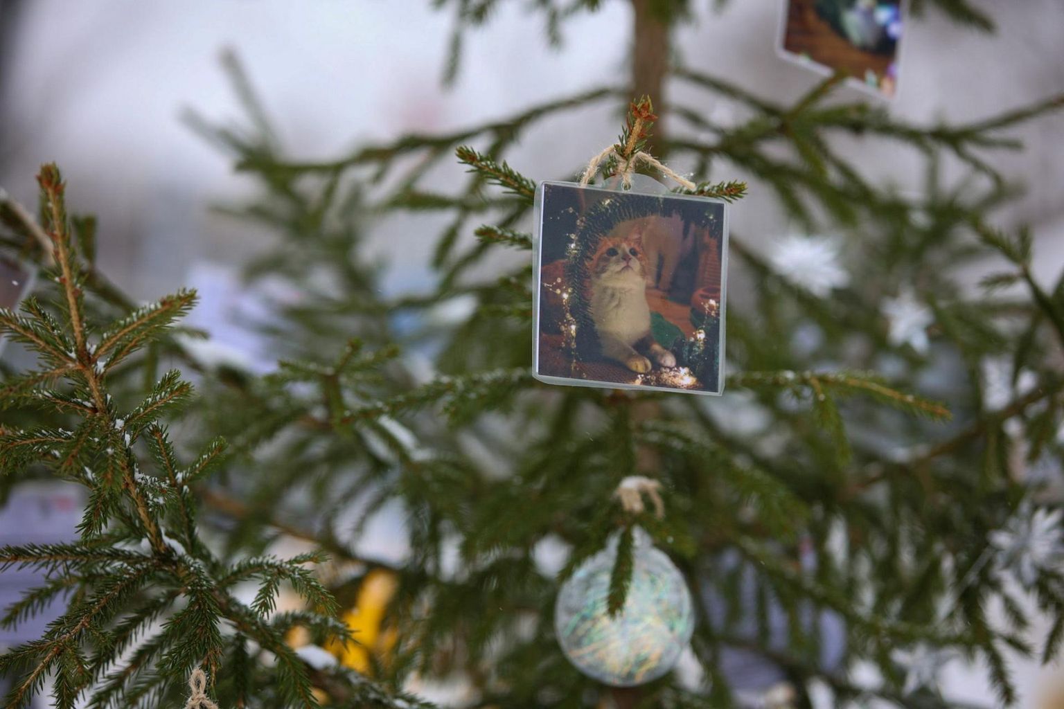 Iga kuusel rippuva pildi tagaküljel on ka kirjeldus looma iseloomu kohta.