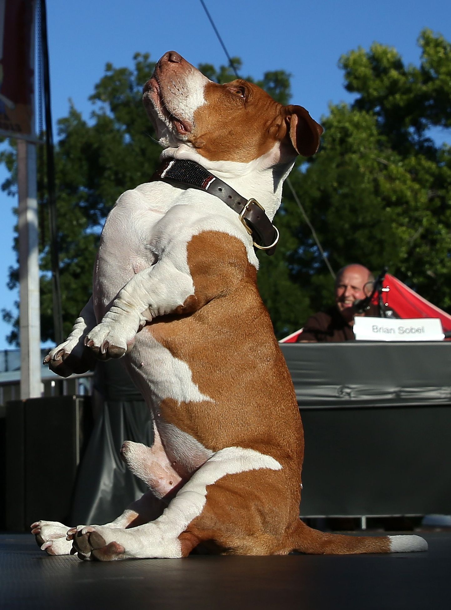 Californias, Petalumas valiti 25. korda maailma kõige inetumat koera. Walle