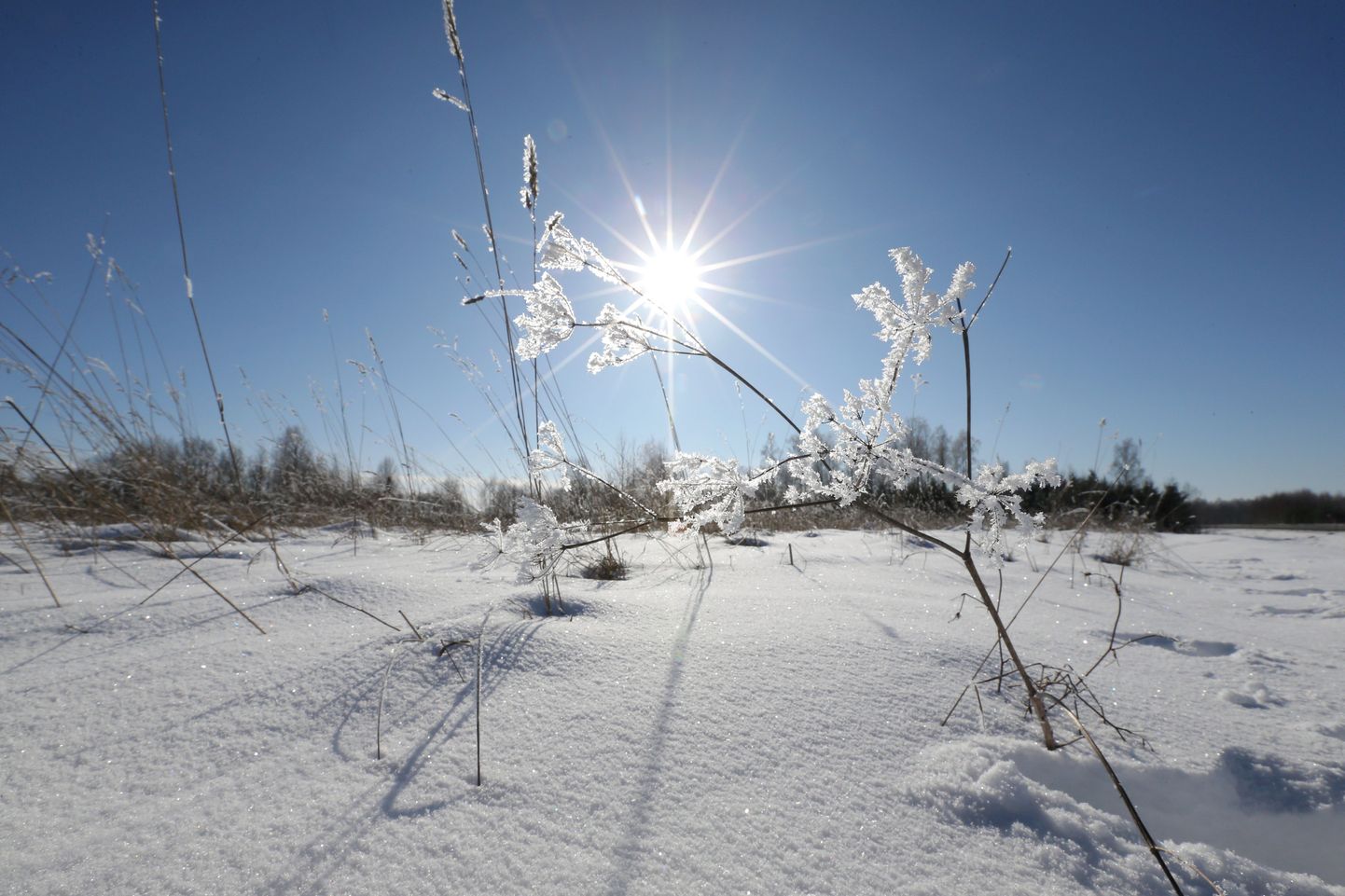 Märtsikuu esimene päev tõi krõbeda külma – kui veebruari miinimum oli Tõravere mõõtmisjaamas -7,8 kraadi, siis täna varahommikul oli seal külmapügalaid lausa 13.