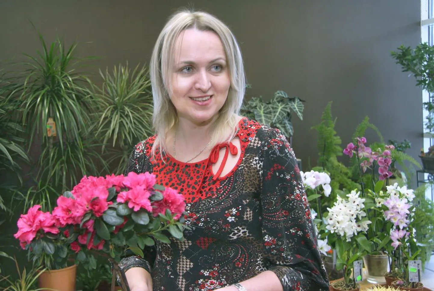 Lillekeskuse juhataja Maire Saksa sõnutsi jagub õige hoolduse korral asalea õiteilu vähemalt kuuks.