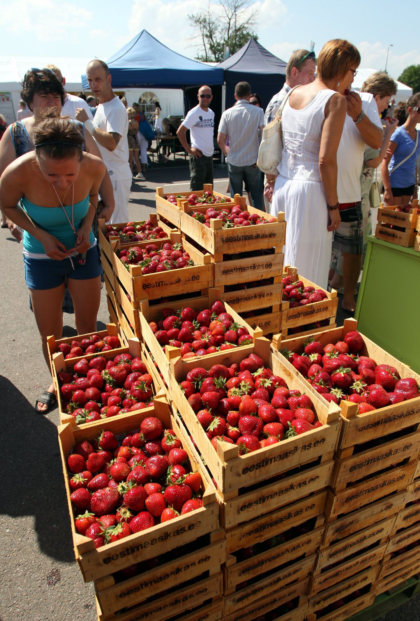 Maasikad maasikafestivalil Tallinnas Ülemiste keskuse juures.