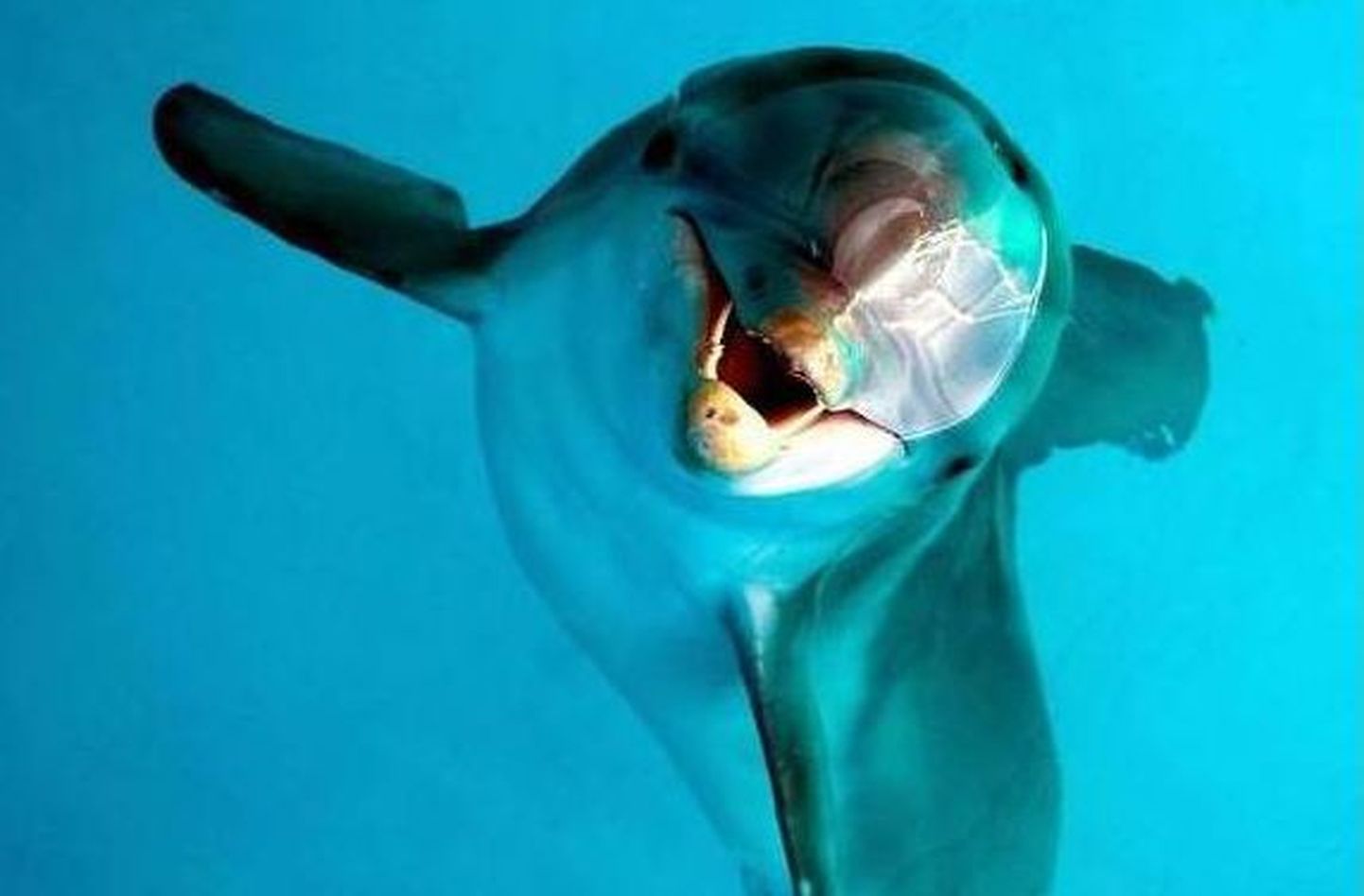 Techno muusika tappis Šveitsi loomaaia delfiinid?