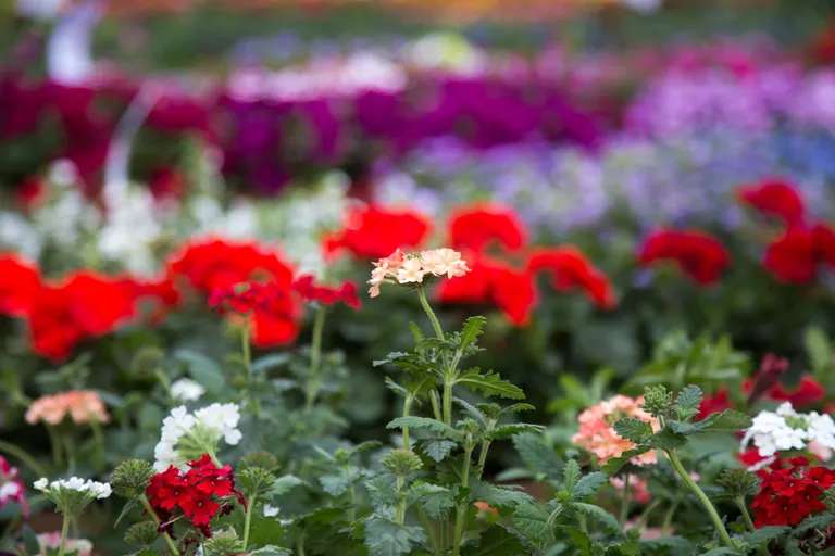 Lilled Türi lillelaadal Foto: Dmitri Kotjuh/Järva Teataja