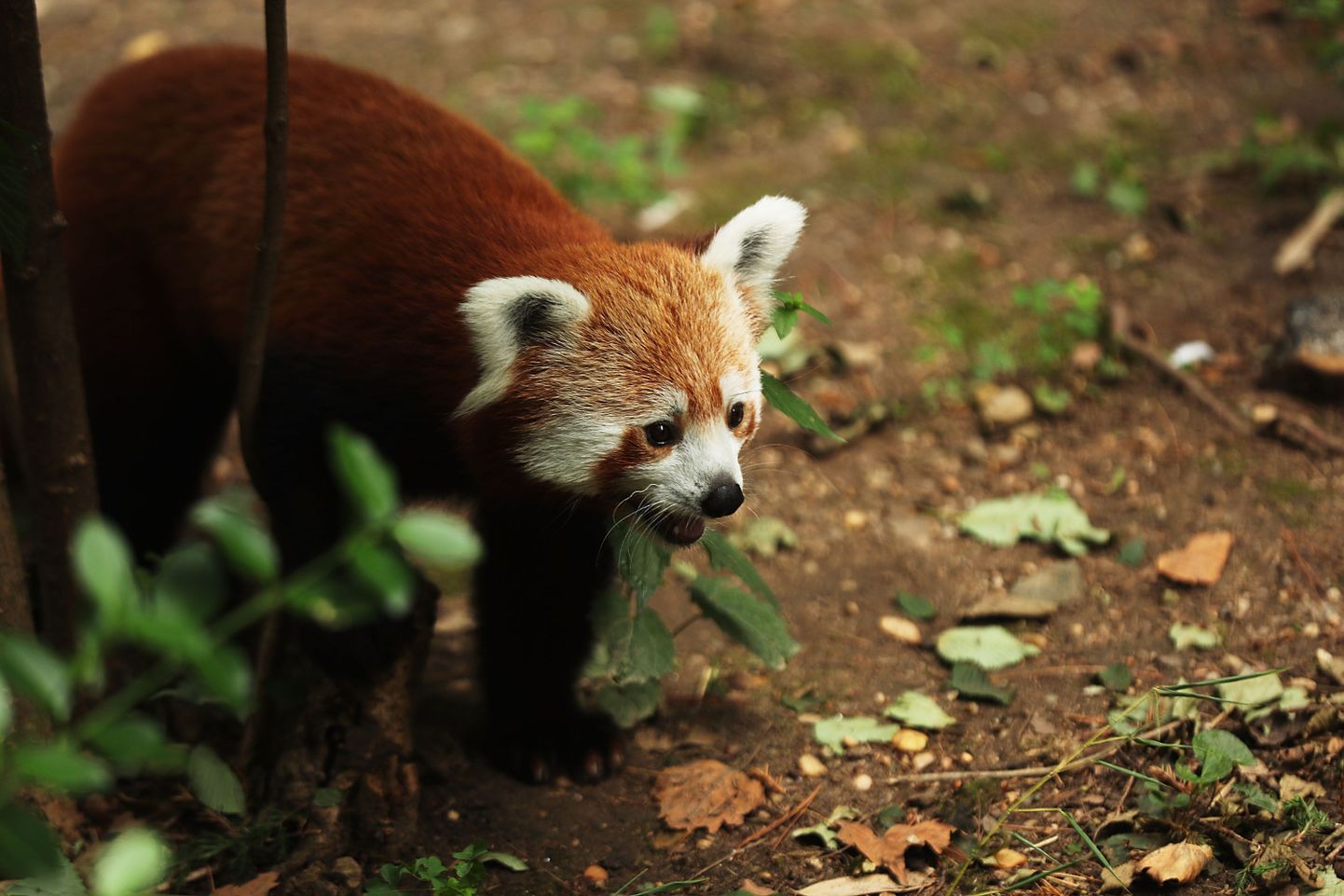 Красная панда. Иллюстративное фото.