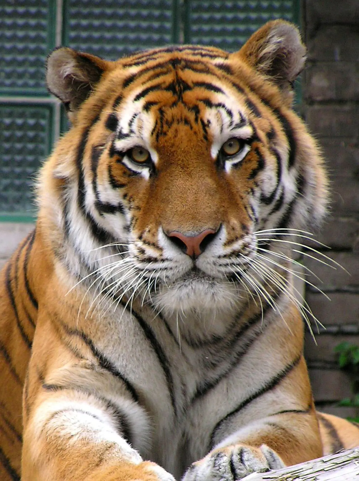 Амурский тигр. Иллюстративное фото.