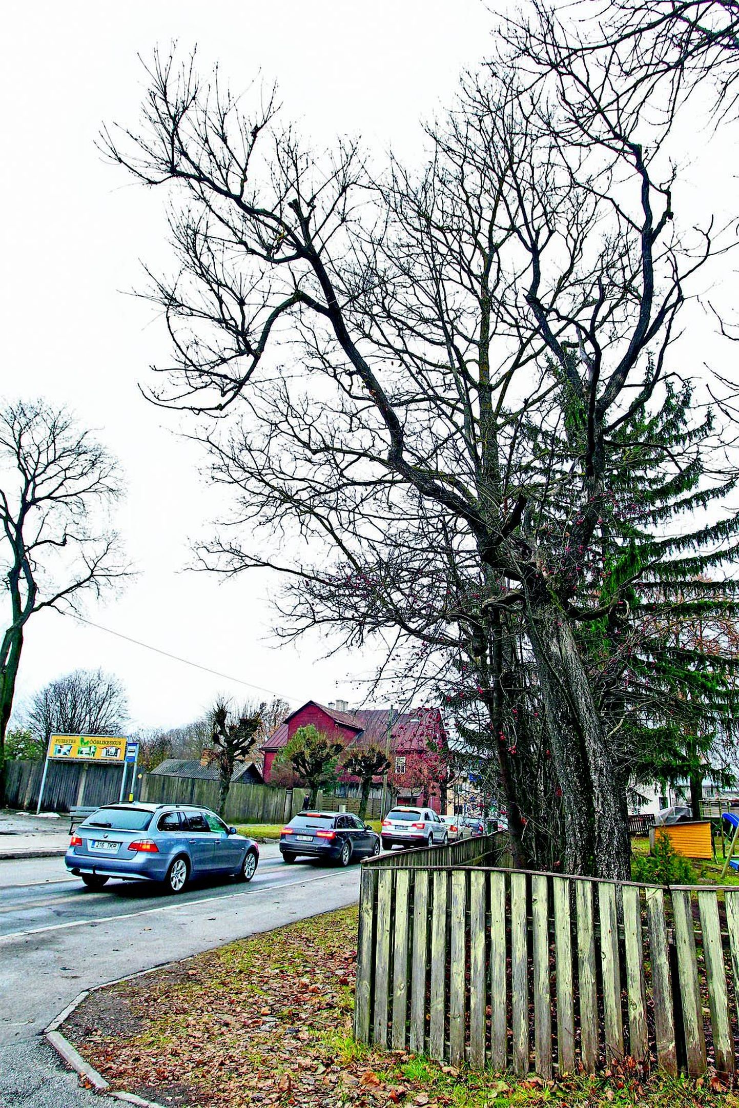 Keskkonnaamet arvab kaitse alt välja ka Tartus Puiestee ja Kasarmu tänava nurgal kasvava väga halvas seisus Amuuri korgipuu.