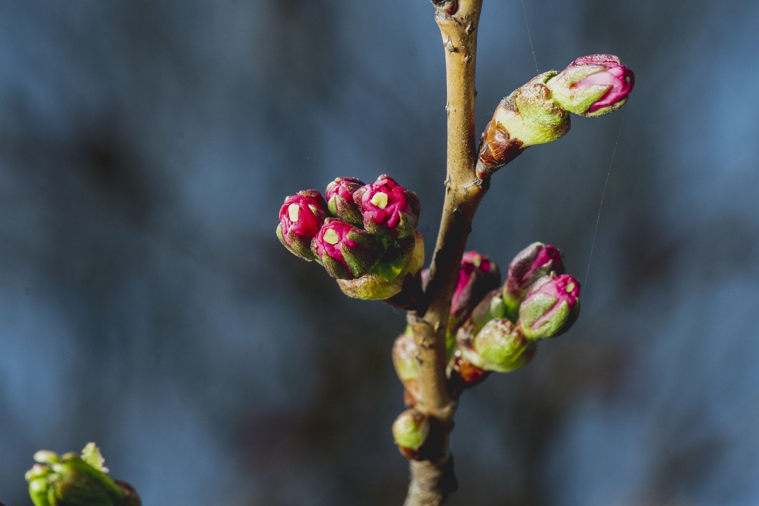 Foto: Pavasaris tuvplānā