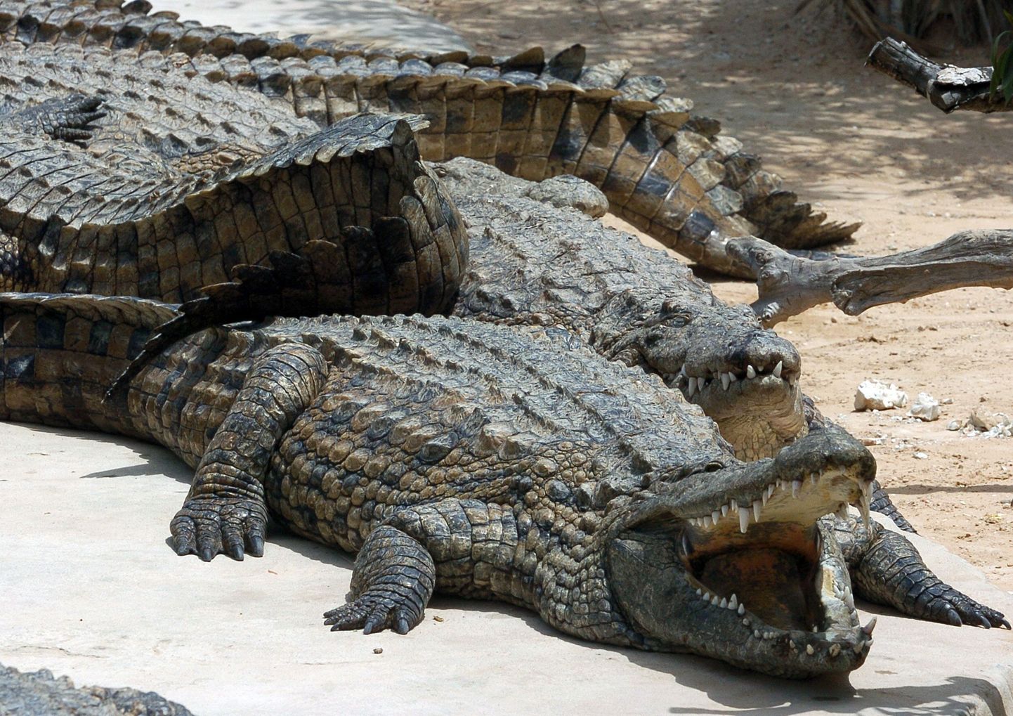 Krokodillid