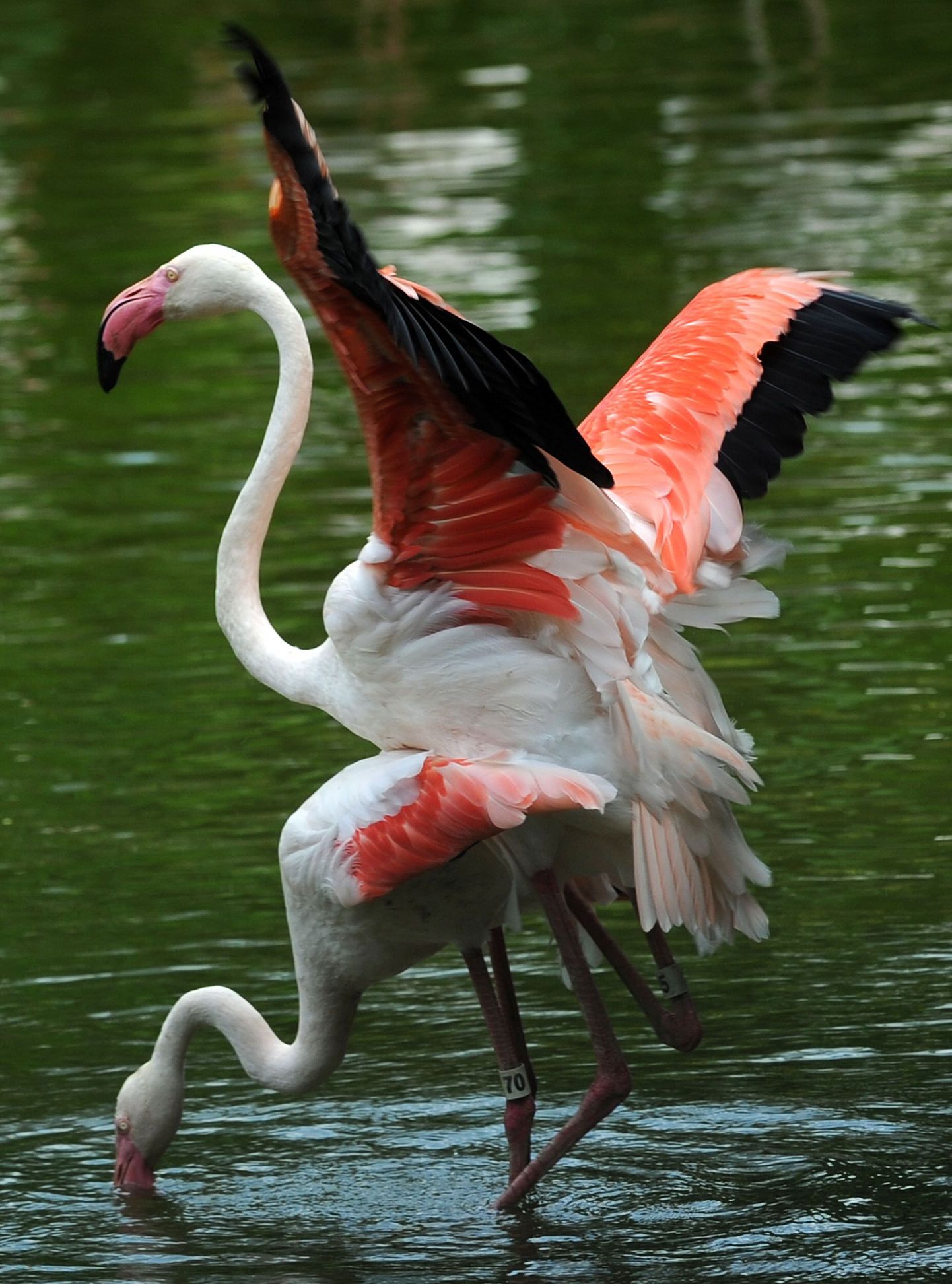 Flamingod paaritumas
