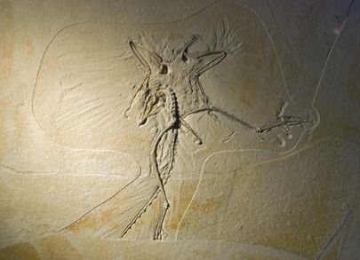 Digitaalse Archaeopteryx'i loomiseks kasutatud fossiil.