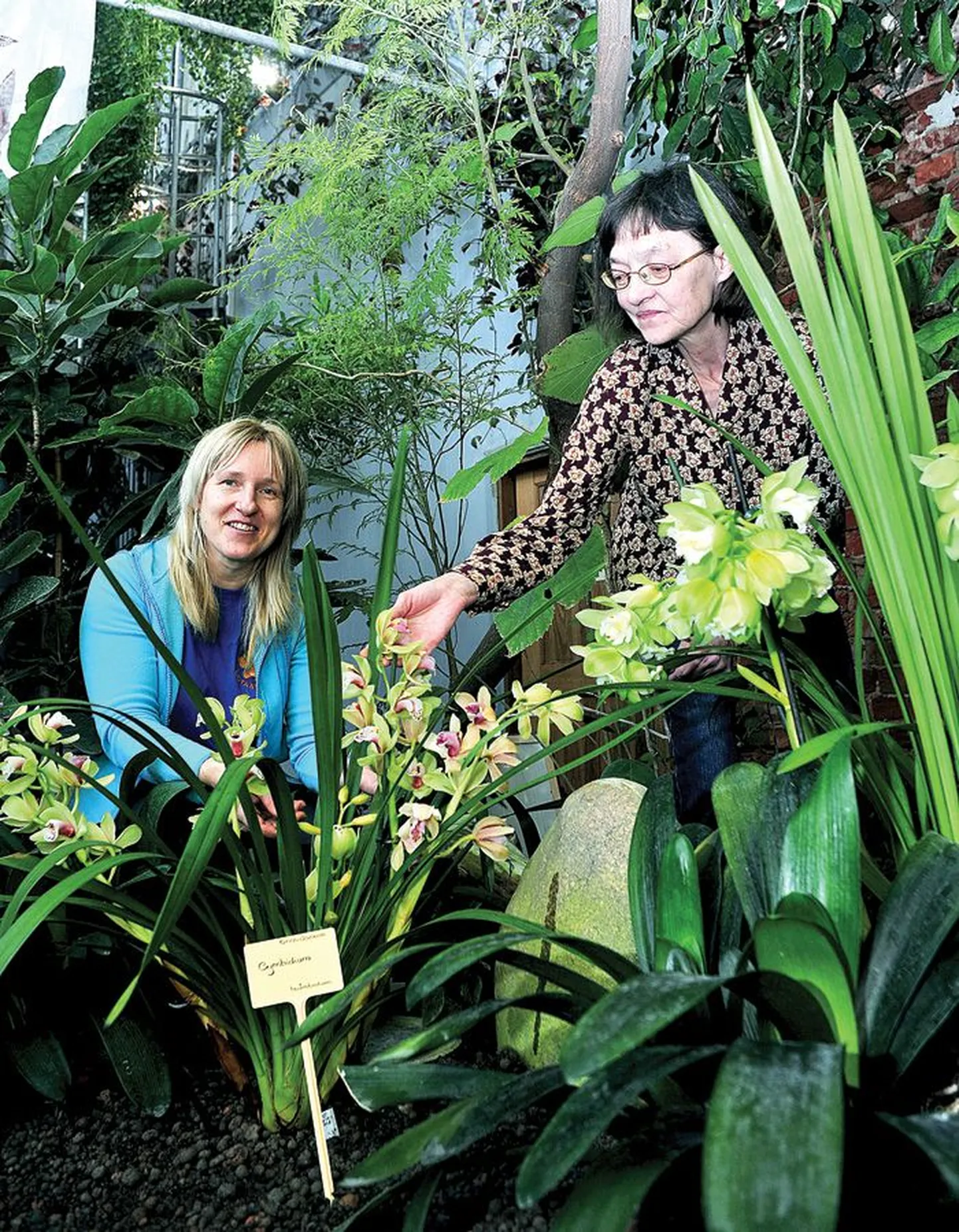 Tartu Ülikooli botaanikaaia aednik Annela Nõmmik (vasakul) ja ülemaednik Tiiu Tõnson on troopikamajja istutanud ja puude otsa kasvama seadnud ligi 70 erisugust orhideed.
