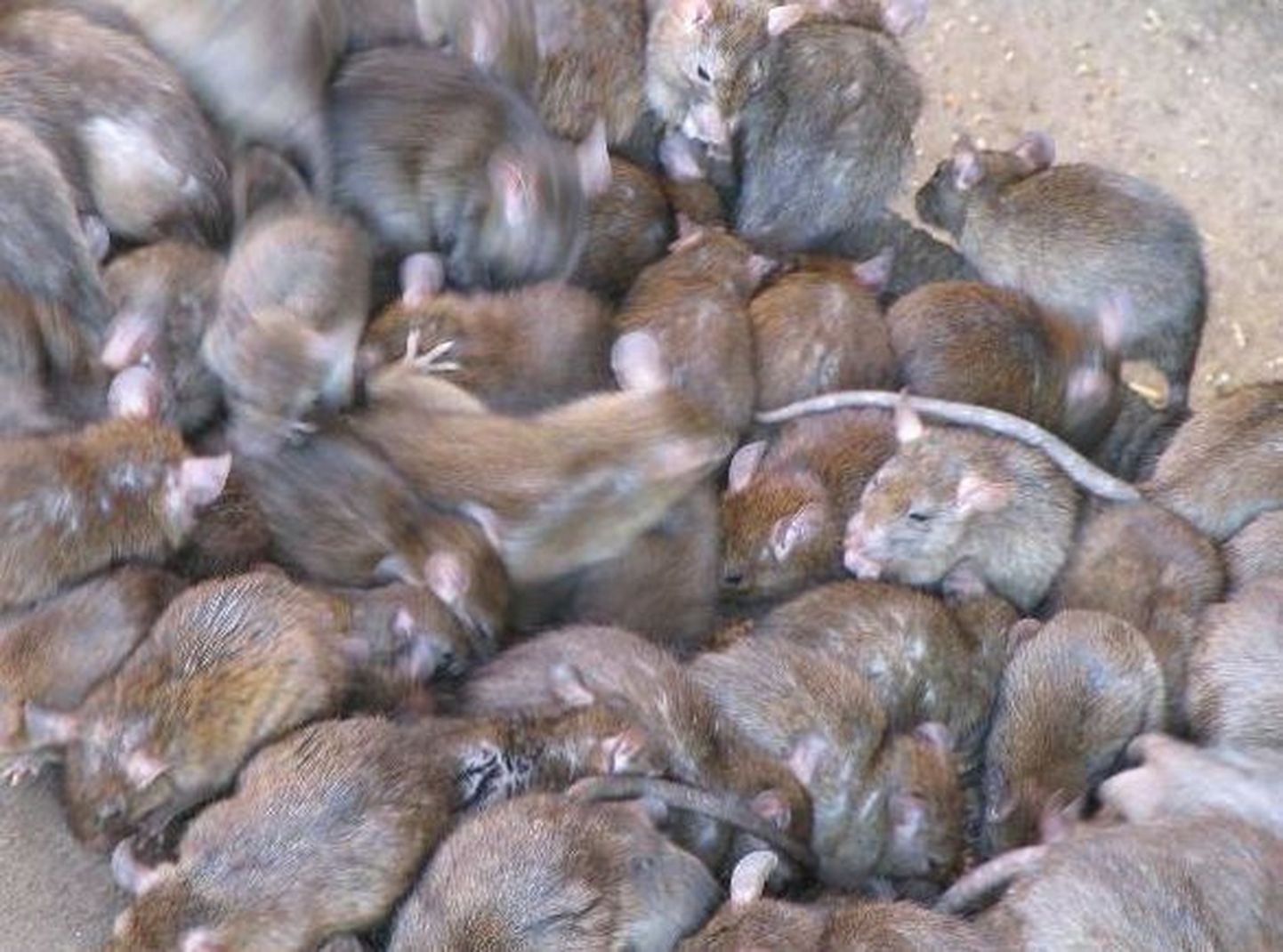 Rotid tekitasid Myanmaris näljahäda